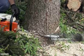 Best Tree Health Inspection  in Kamiah, ID