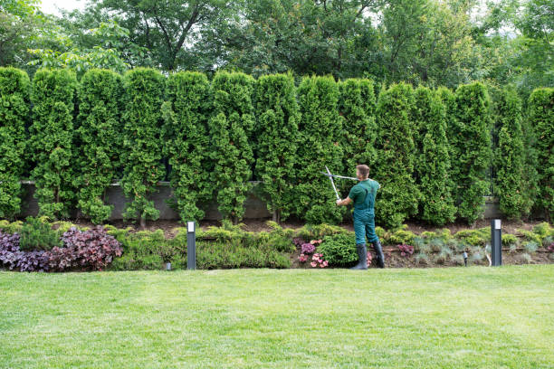 Best Tree Maintenance Programs  in Kamiah, ID