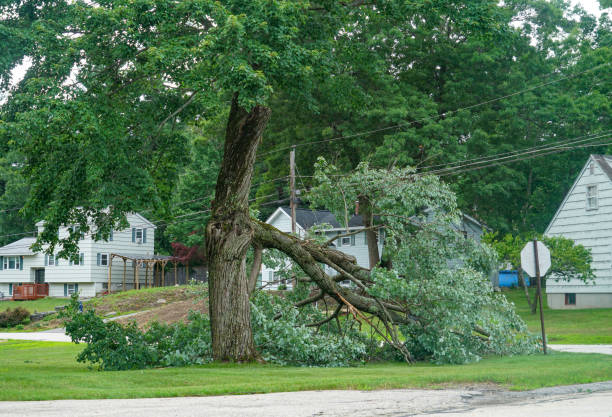 Best Arborist Consultation Services  in Kamiah, ID