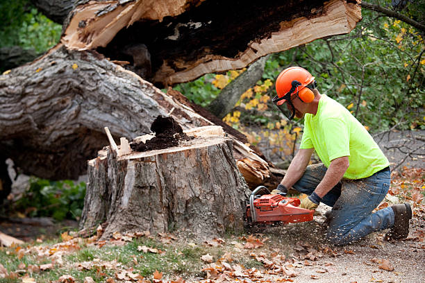 Best Tree Cabling and Bracing  in Kamiah, ID