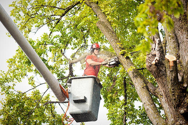 Best Hazardous Tree Removal  in Kamiah, ID