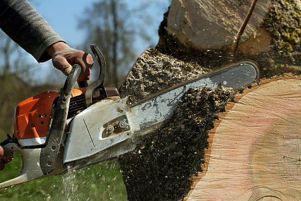 Best Tree Mulching  in Kamiah, ID