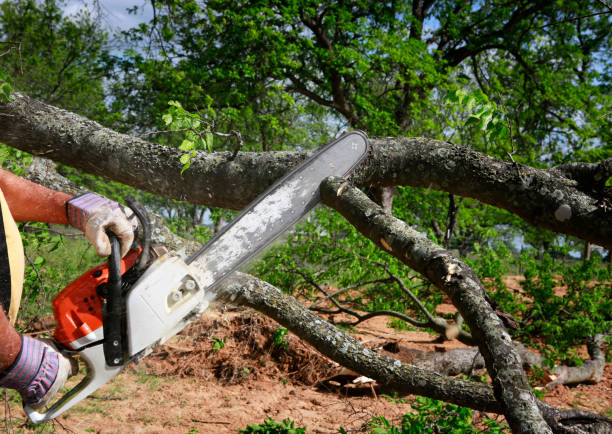 Best Stump Grinding and Removal  in Kamiah, ID